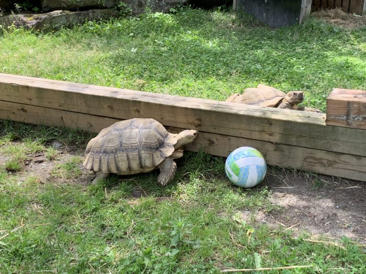 Une journée au Miller Zoo, trésor caché de la Beauce